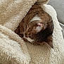 Biloute a rejoint le concours — aidez-le/la à gagner de superbes lots ! animal, blanket, brown, cat, closeup, comfort, cozy, cute, fur, furry, indoor, napping, pet, relaxing, resting, sleeping, snuggled, soft, warm, white