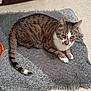 Biloute participe au concours pour gagner de l'argent avec cette photo : animal, blanket, cat, cozy, curled_up, domestic_animal, eyes, feline, floor, food_bowl, fur, indoor, looking, paws, pet, resting, tabby_cat, tail, texture, whiskers