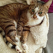 Biloute participe au concours pour gagner de l'argent avec cette photo : cat, tabby, green_eyes, fur, paws, blanket, indoor, cozy, resting, cute, pet, animal, domestic_cat, whiskers, relaxed, soft_texture, fur_pattern, lying_down, comfort, close_up