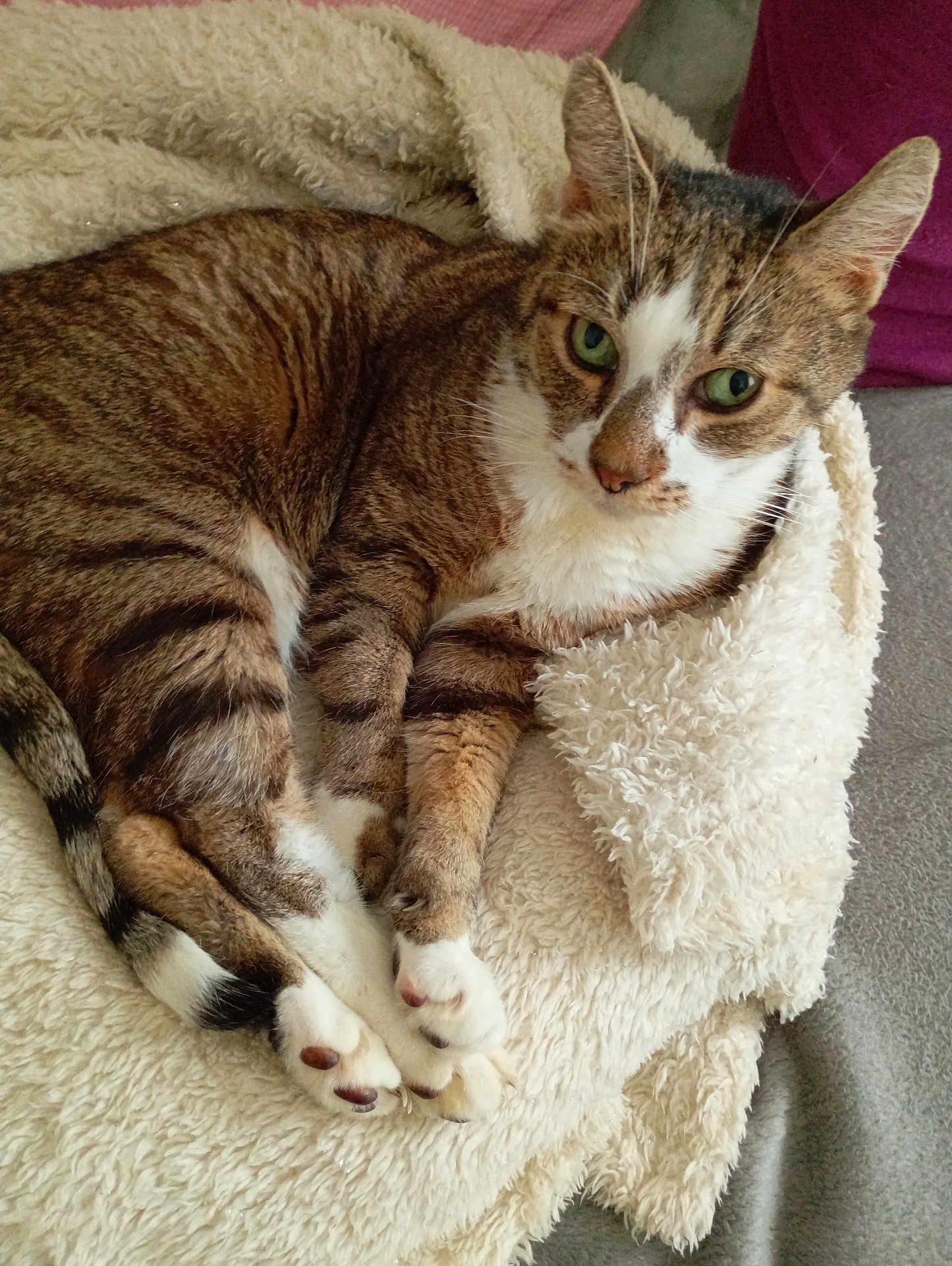 Biloute participe au concours pour gagner de l'argent avec cette photo : cat, tabby, green_eyes, fur, paws, blanket, indoor, cozy, resting, cute, pet, animal, domestic_cat, whiskers, relaxed, soft_texture, fur_pattern, lying_down, comfort, close_up