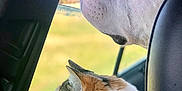 Cedar is registered to the contest to win money with this photo: cat, dog, car_interior, window, pet, animal, looking_out, side_view, fur, whiskers, collar, seat, daylight, domestic_animal, calm, profile, companions, travel, nature_outside, curious