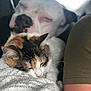 Cedar is registered to the contest to win money with this photo: cat, dog, sleeping, calico_cat, white_dog, blanket, resting, close_up, indoor, furry, cozy, nap, pet, animal, soft_texture, relaxation, companion, friendship, warm, comfort