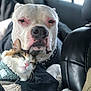 dog, cat, pet, animal, cuddling, car_interior, white_dog, fluffy_cat, resting, closeup, harness, companion, friendship, cozy, relaxed, seat, blanket, black_cloth, leather_seat, indoors