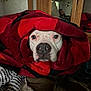 dog, blanket, red, white_dog, face, indoor, cozy, plaid, reflection, mirror, person, resting, bed, comfort, animal, snug, portrait, furniture, relaxation, warmth