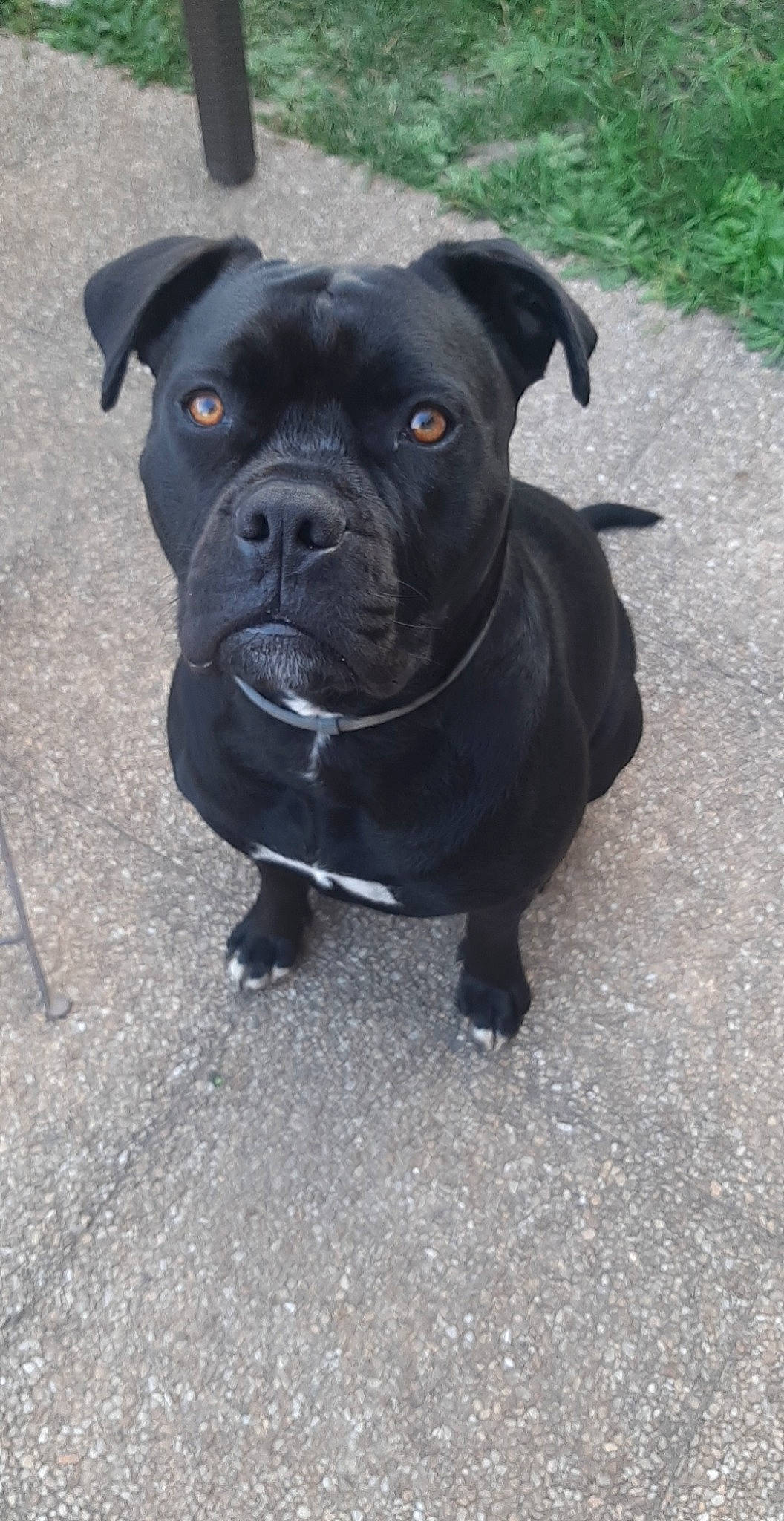 Punky participe au concours pour gagner de l'argent avec cette photo : automotive_tire, canidae, carnivore, collar, companion_dog, dog, dog_breed, dog_collar, fawn, grass, molosser, non_sporting_group, plant, road_surface, snout, sporting_group, toy_dog, whiskers, working_animal, working_dog