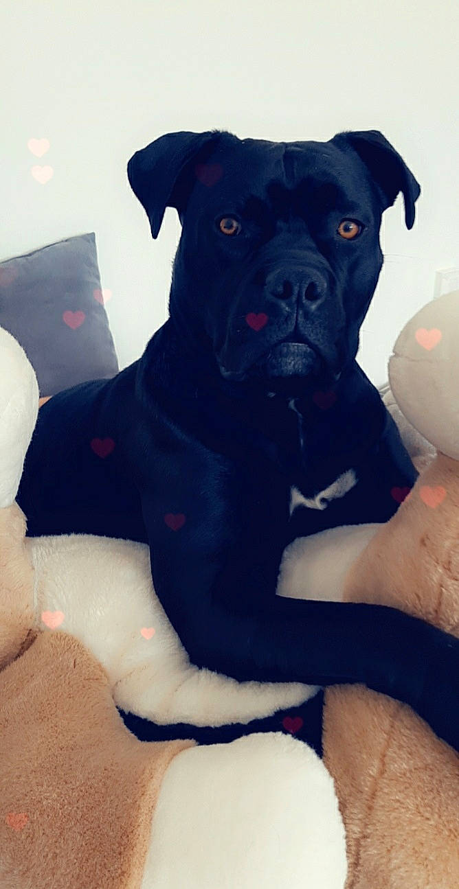 Punky a rejoint le concours — aidez-le/la à gagner de superbes lots ! borador, carnivore, comfort, companion_dog, dog, dog_breed, electric_blue, fawn, fur, non_sporting_group, snout, sporting_group, toy_dog, whiskers, working_animal