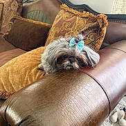 Bella joined the competition — help win amazing prizes! dog, small_dog, bow, leather_couch, pillow, indoor, resting, fluffy, brown, gray, decor, home, pet, cute, relaxed, fur, living_room, soft_light, texture, cozy