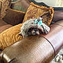 dog, small_dog, bow, leather_couch, pillow, indoor, resting, fluffy, brown, gray, decor, home, pet, cute, relaxed, fur, living_room, soft_light, texture, cozy
