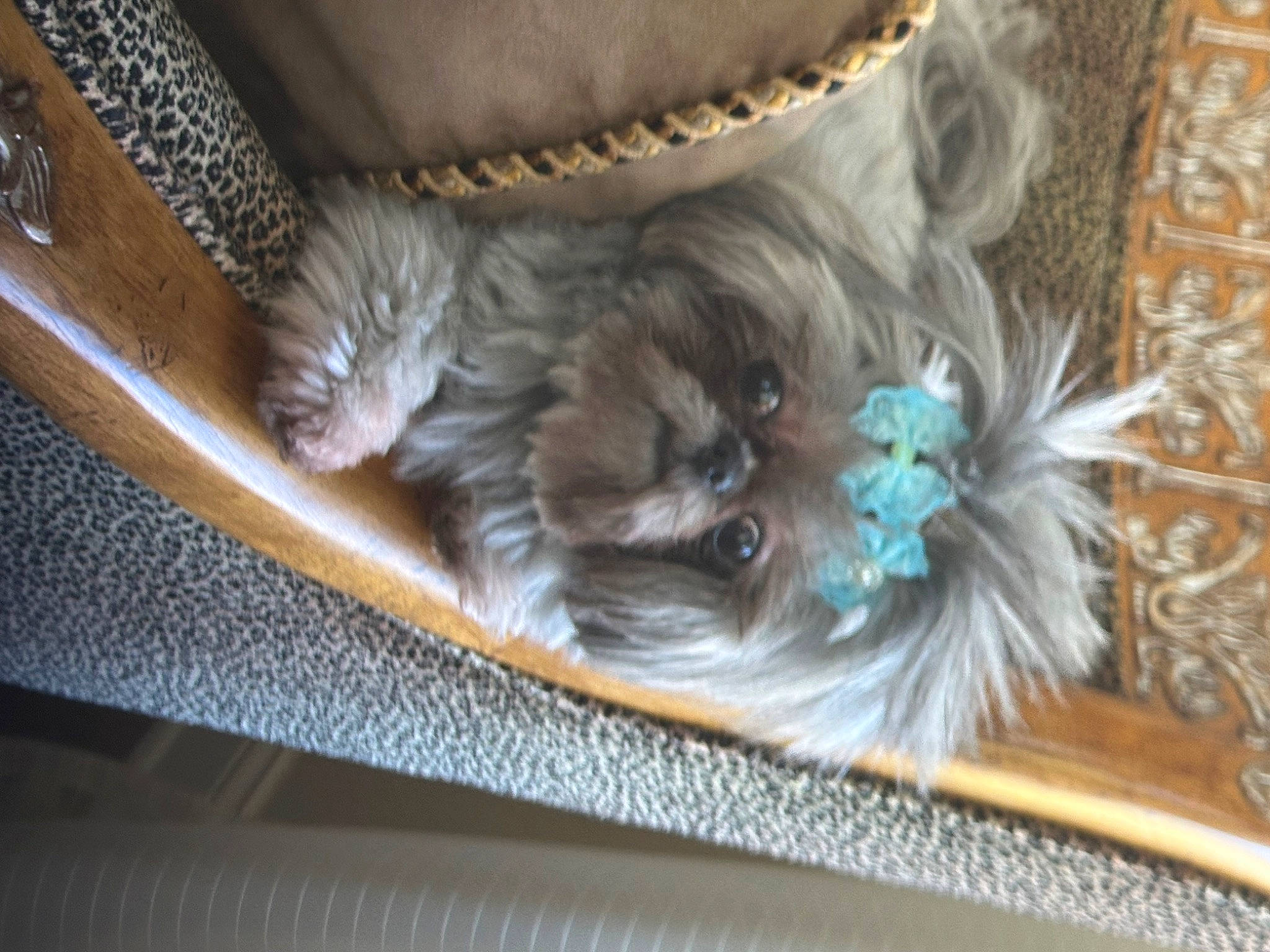 Bella