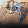 Bella is registered to the contest to win money with this photo: animal, bow, chair, comfort, curious, cushion, cute, decor, dog, fluffy, fur, hair_accessory, indoors, leopard_print, pet, pillow, portrait, seated, small_dog, wooden_furniture