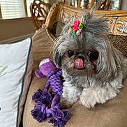 Bella joined the competition — help win amazing prizes! animal, companion, cozy, cushion, cute, decor, dog, flower_clip, fluffy, indoor, living_room, pet, pillow, puppy, purple_toy, relaxed, rope_toy, small_dog, tongue_out, wooden_furniture