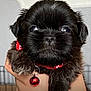 puppy, dog, black_fur, cute, pet, collar, bell, small, fluffy, animal, domestic_animal, hand, holding, adorable, close_up, young, companion, friendly, portrait, indoor