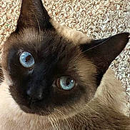 Blue joined the competition — help win amazing prizes! cat, siamese_cat, blue_eyes, close_up, pet, animal, fur, whiskers, ears, carpet, texture, indoor, portrait, cute, feline, looking, face, domestic_animal, mammal, eye_contact