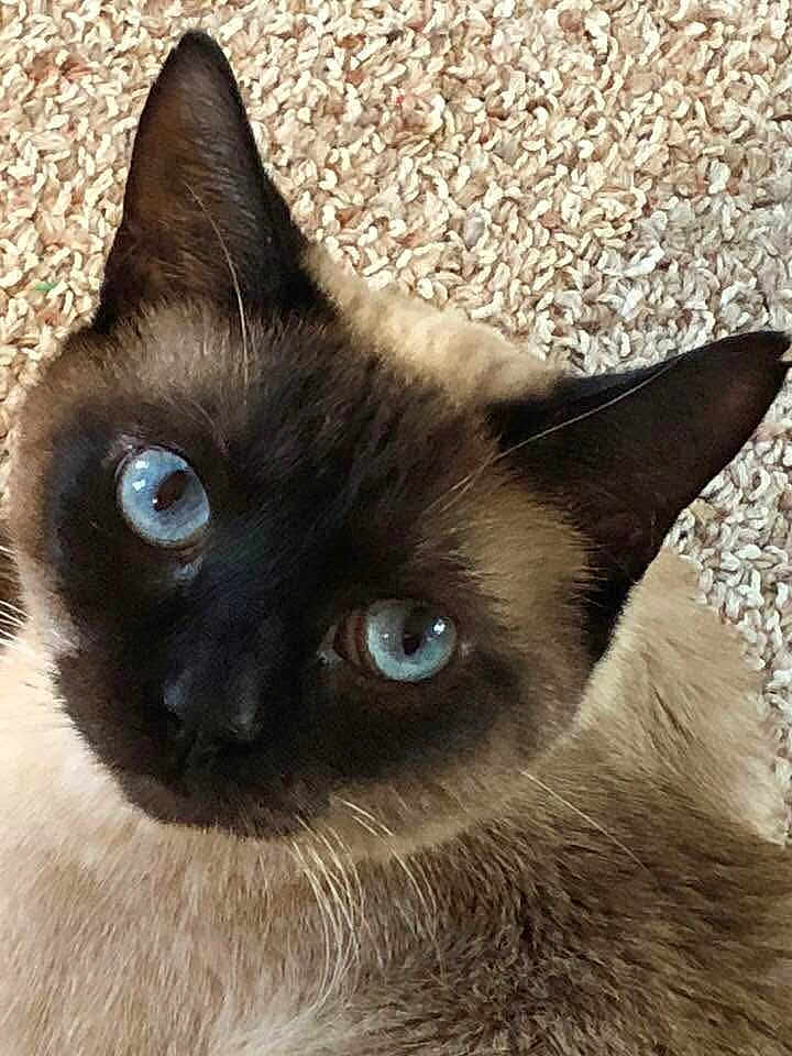 Blue joined the competition — help win amazing prizes! cat, siamese_cat, blue_eyes, close_up, pet, animal, fur, whiskers, ears, carpet, texture, indoor, portrait, cute, feline, looking, face, domestic_animal, mammal, eye_contact