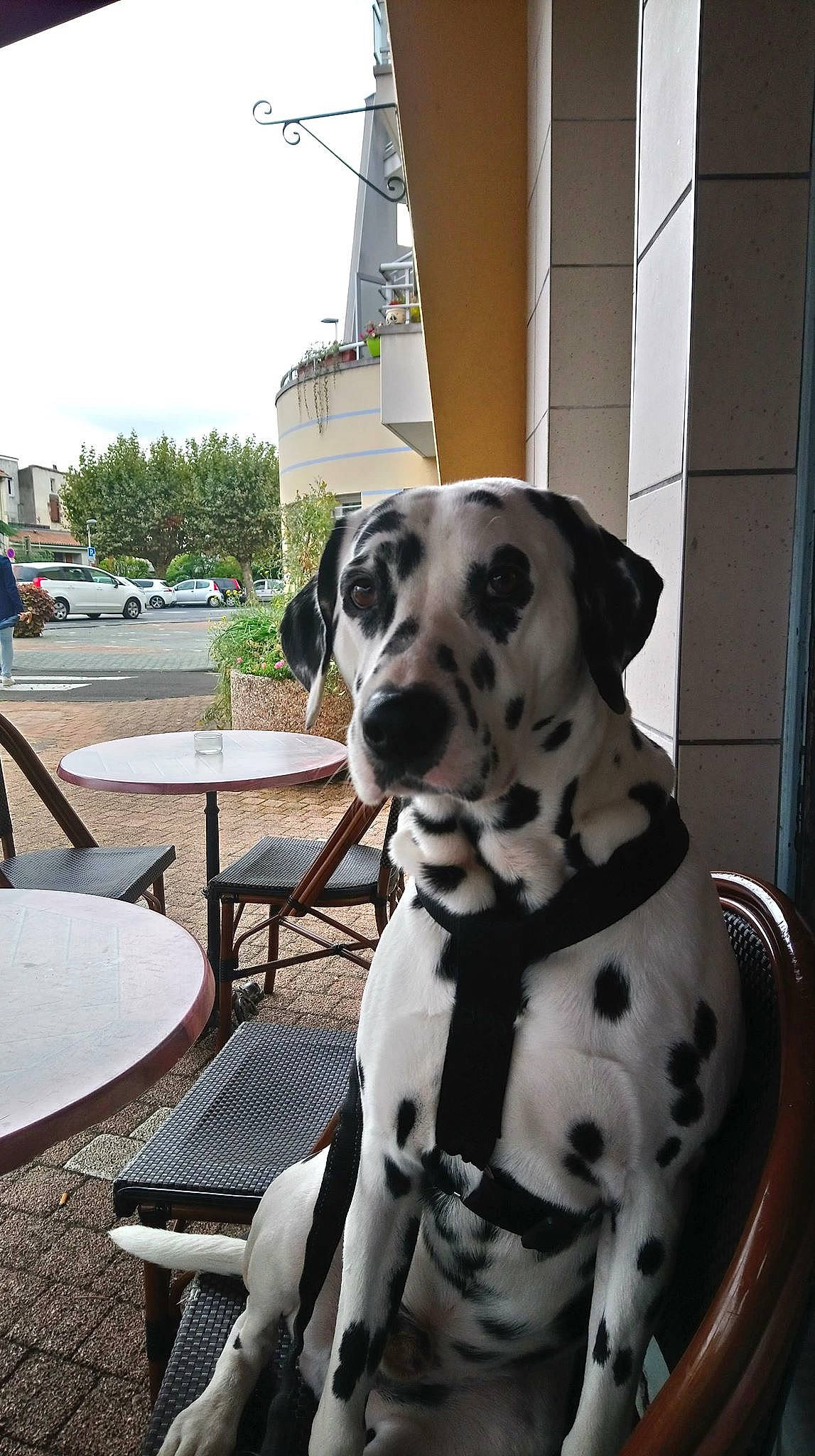 Lingo participe au concours pour gagner de l'argent avec cette photo : canidae, carnivore, dalmatian, dog, dog_breed, fawn, great_dane, mammal, non_sporting_group, snout, sporting_group, vertebrate