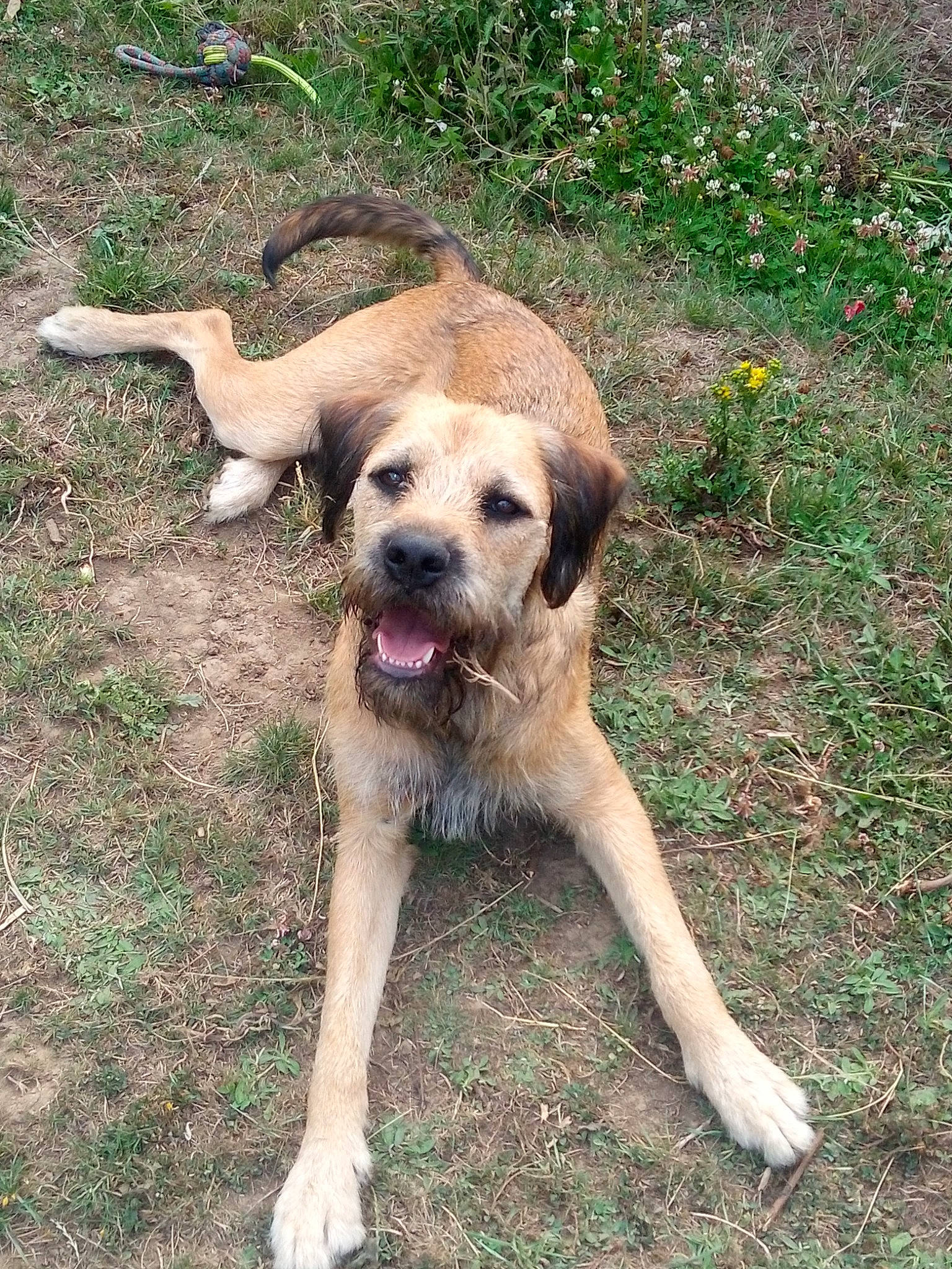 Merlin participe au concours pour gagner de l'argent avec cette photo : adventure, canidae, carnivore, companion_dog, dog, dog_breed, fawn, flower, grass, groundcover, labrador_retriever, plant, snout, soil, sporting_group, street_dog, tail, terrestrial_animal, working_animal, working_dog