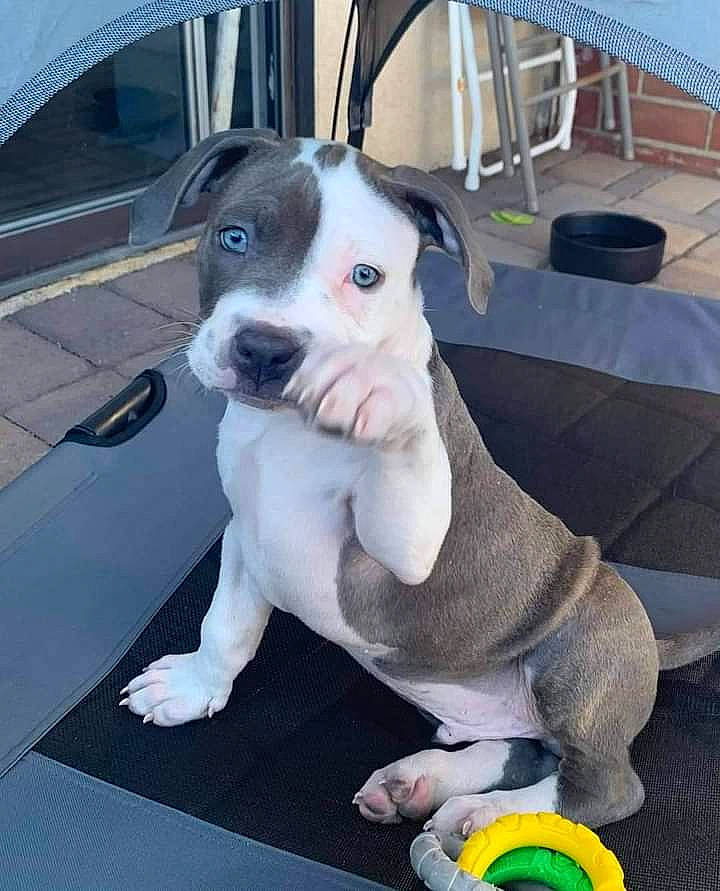 Margaret joined the competition — help win amazing prizes! canidae, carnivore, collar, comfort, companion_dog, dog, dog_breed, dog_collar, dog_supply, fawn, guard_dog, non_sporting_group, snout, sporting_group, toy, whiskers, working_animal