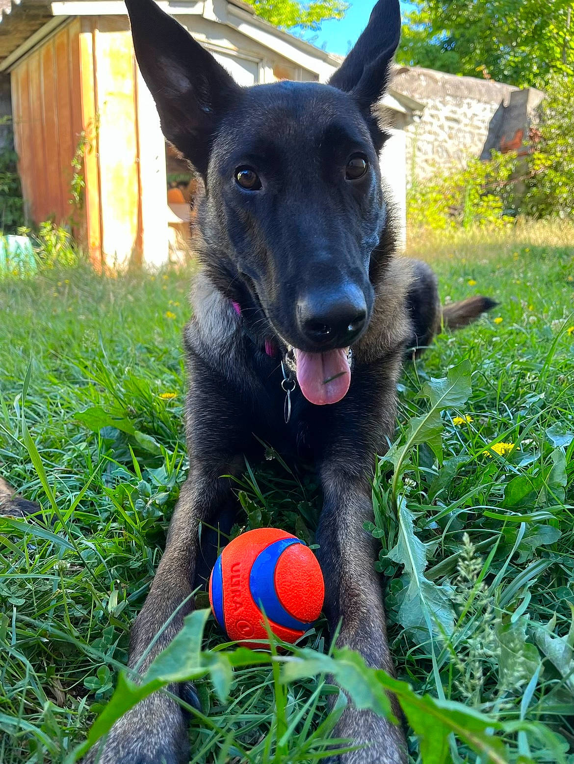 Kira a rejoint le concours — aidez-le/la à gagner de superbes lots ! ball, canidae, carnivore, collar, companion_dog, dog, dog_breed, dog_collar, dog_supply, door, fawn, football, grass, groundcover, herding_dog, plant, snout, sporting_group, tail, working_dog