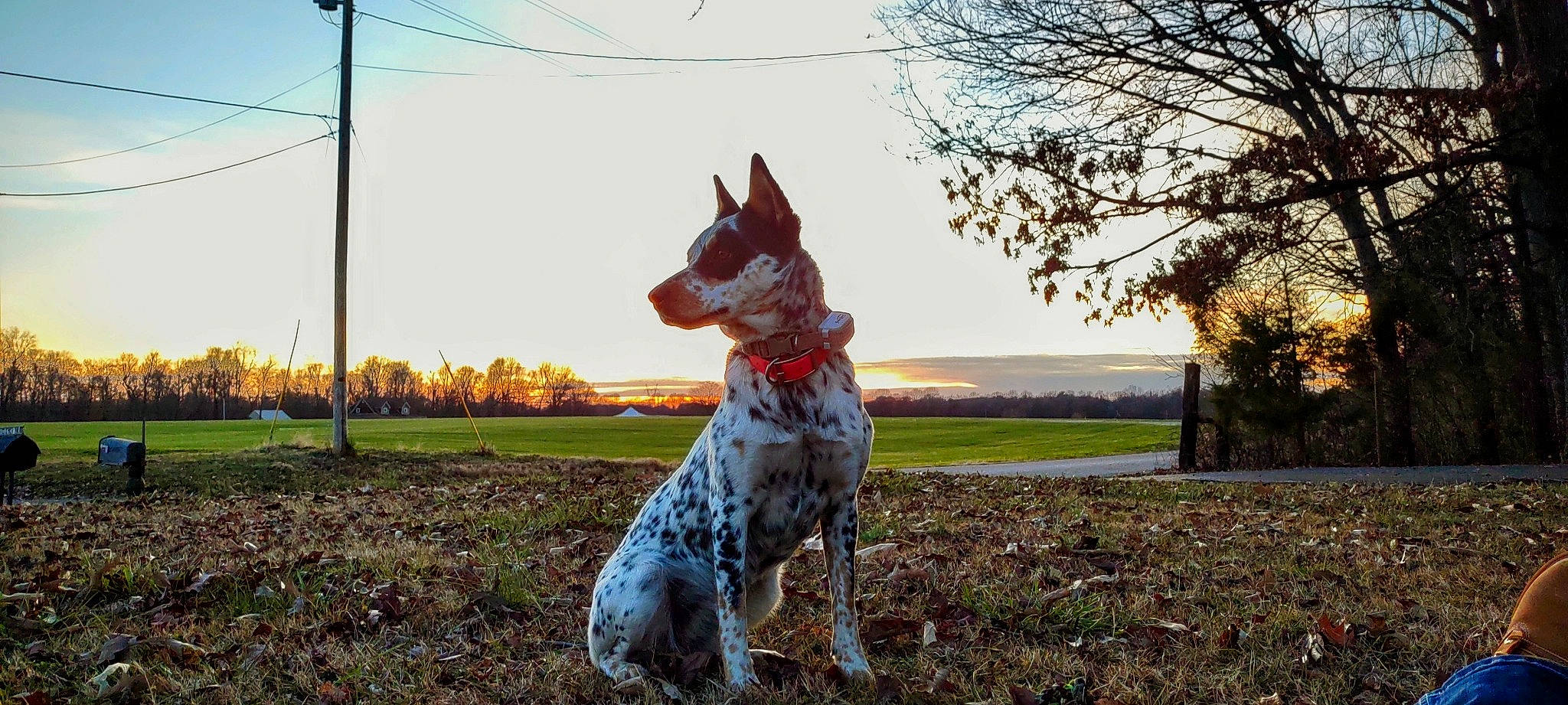 Rue joined the competition — help win amazing prizes! art, canidae, carnivore, cloud, companion_dog, dalmatian, dog, dog_breed, dog_supply, fawn, grass, guard_dog, plant, pointing_breed, sky, snout, sporting_group, tail, texas_heeler, tree