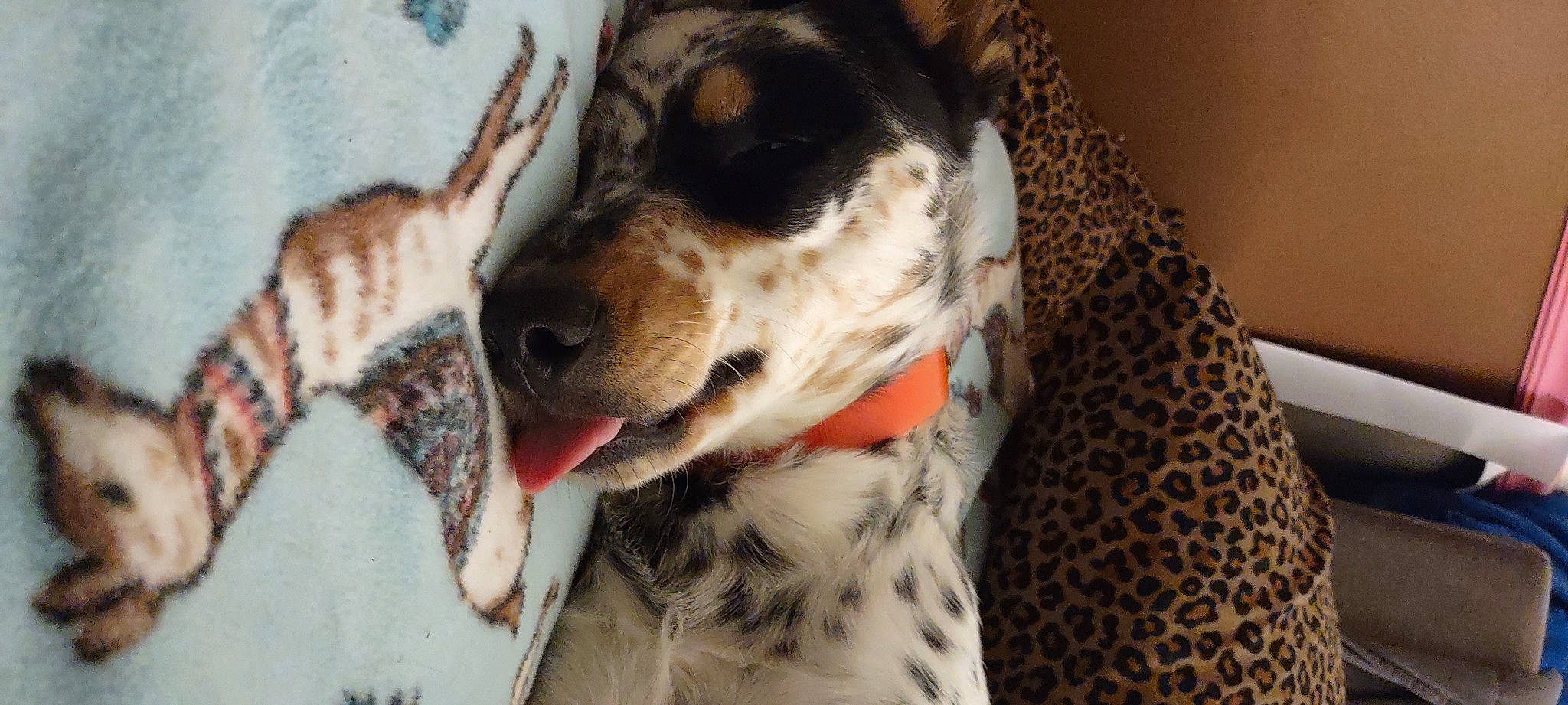 Rue is registered to the contest to win money with this photo: carnivore, collar, companion_dog, dog, dog_breed, dog_collar, dog_supply, fur, pattern, snout, sporting_group, whiskers, working_animal