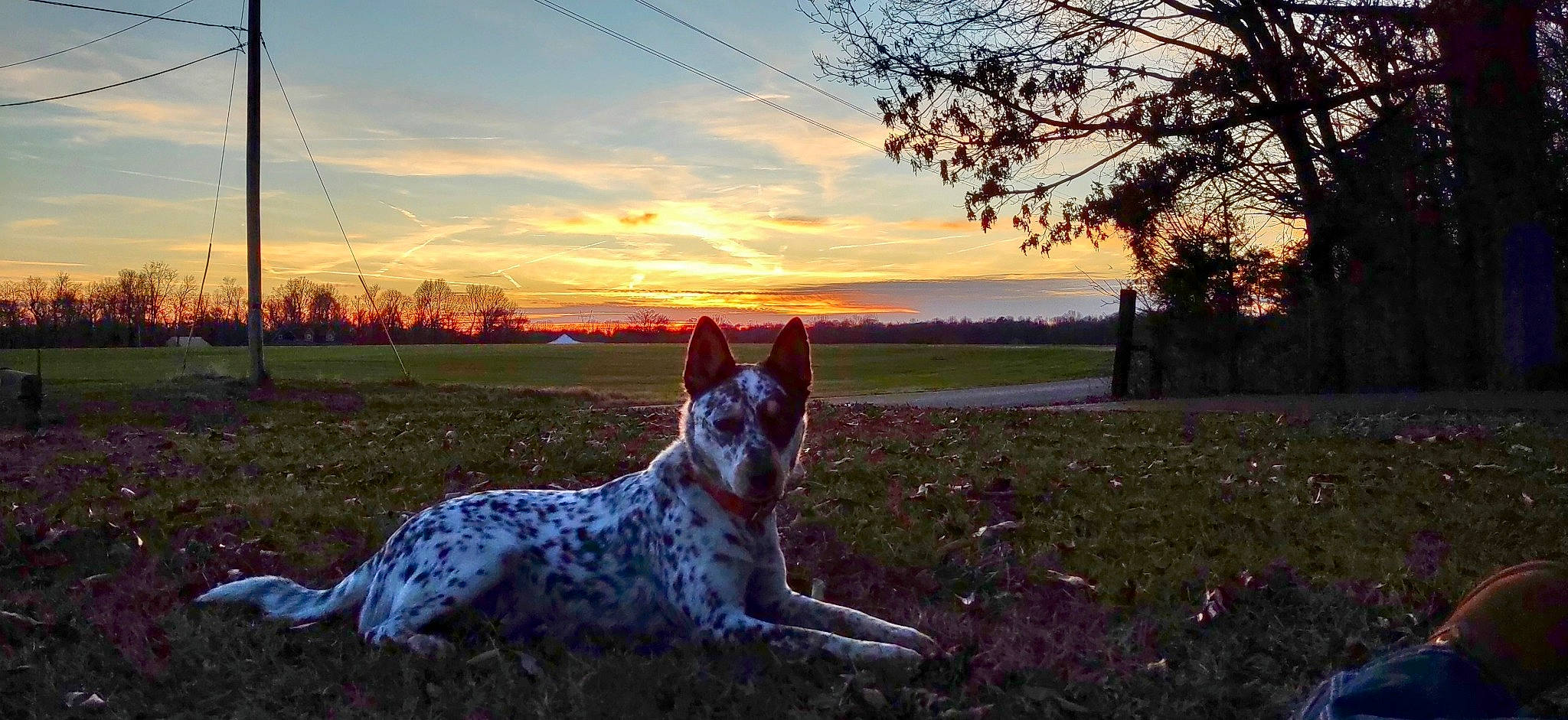 Rue joined the competition — help win amazing prizes! carnivore, cloud, companion_dog, dog, dog_breed, fawn, grass, grassland, horizon, landscape, natural_landscape, nature, plant, sky, sunlight, sunrise, sunset, texas_heeler, tints_and_shades, tree