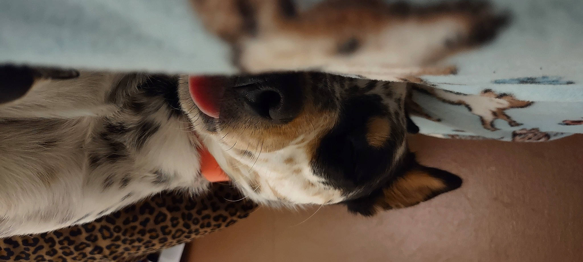 Rue joined the competition — help win amazing prizes! canidae, carnivore, claw, close_up, collar, companion_dog, dog, dog_breed, ear, fawn, felidae, fur, paw, snout, sporting_group, tail, terrestrial_animal, whiskers, wildlife, working_animal