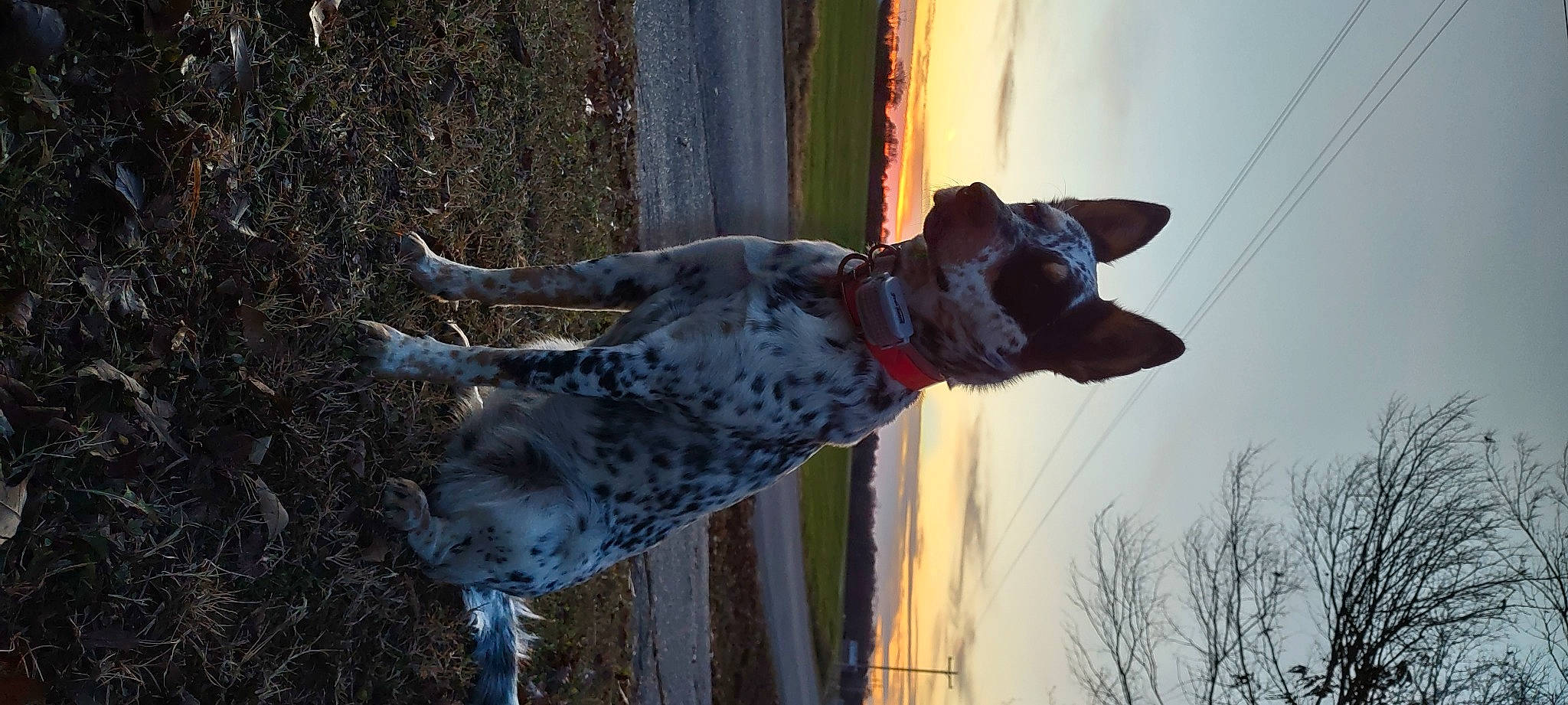 Rue is registered to the contest to win money with this photo: braque_francais, canidae, carnivore, collar, dog, dog_breed, dog_collar, fawn, guard_dog, hunting_dog, sky, snout, sporting_group, tail, tree, trunk, vertebrate, water, wood, working_dog