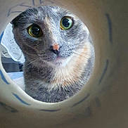 Luna participe au concours pour gagner de l'argent avec cette photo : cat, curious, wide_eyes, fur, pet, animal, close_up, portrait, indoor, tunnel, circular_frame, cute, whiskers, nose, face, looking, feline, soft_light, focused, playful