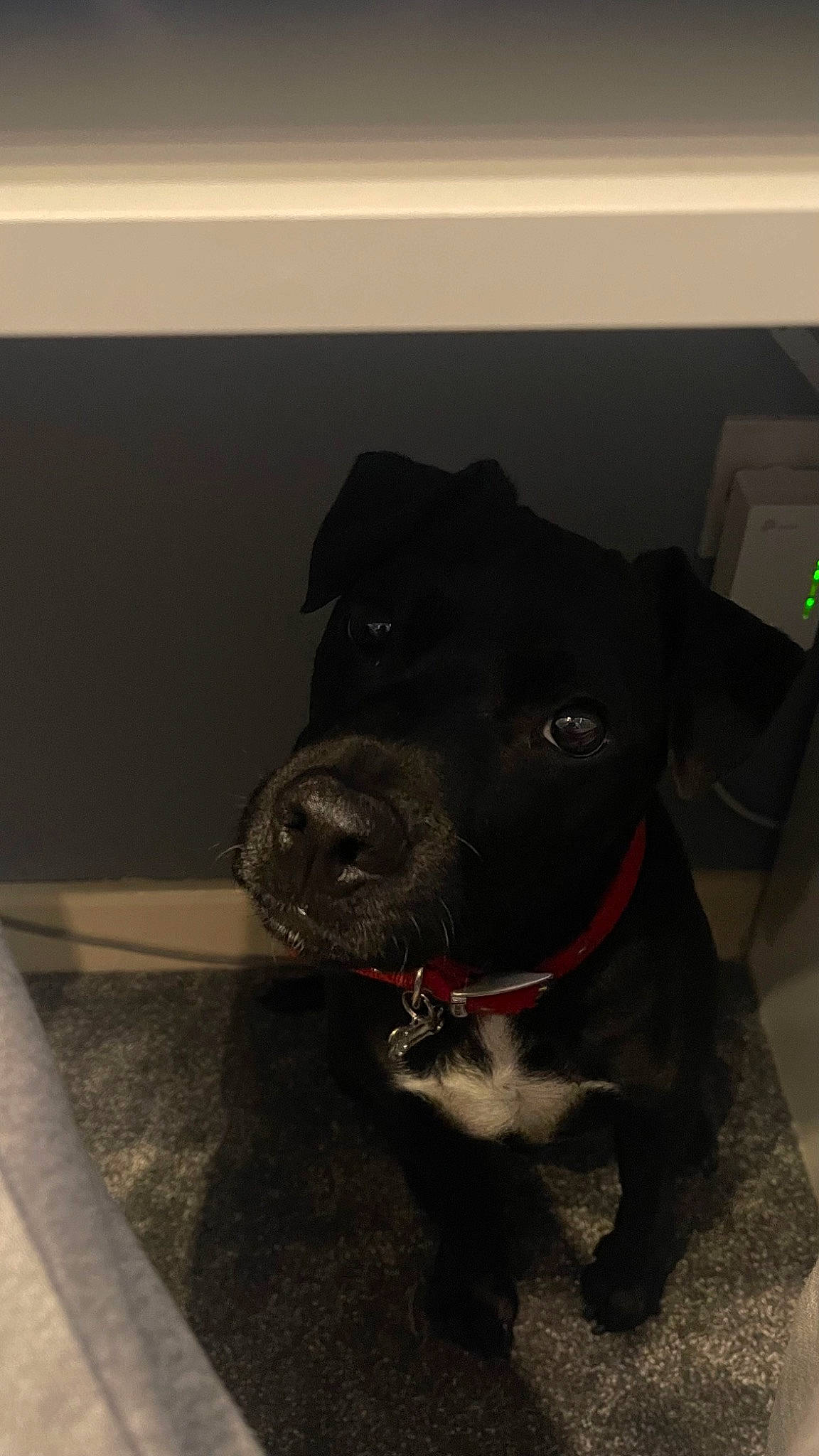 Toby is registered to the contest to win money with this photo: borador, canidae, carnivore, collar, companion_dog, dog, dog_breed, dog_collar, fawn, flooring, fur, gun_dog, leash, liver, non_sporting_group, pet_supply, retriever, sporting_group, whiskers, working_animal