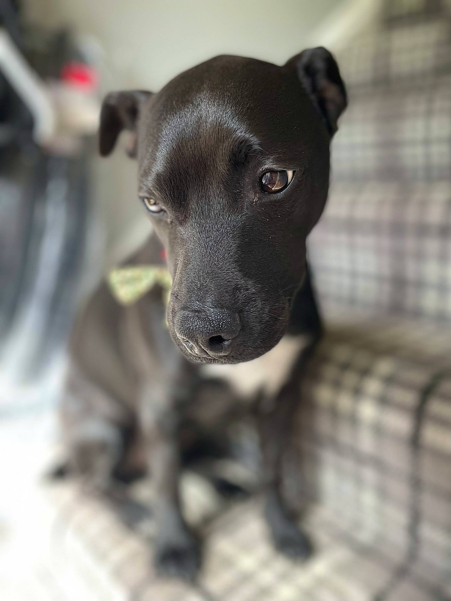 Toby joined the competition — help win amazing prizes! borador, canidae, carnivore, companion_dog, dog, dog_breed, dog_supply, fawn, fur, grey, monochrome_photography, non_sporting_group, pet_supply, puppy, snout, sporting_group, terrestrial_animal, toy_dog, whiskers, working_animal