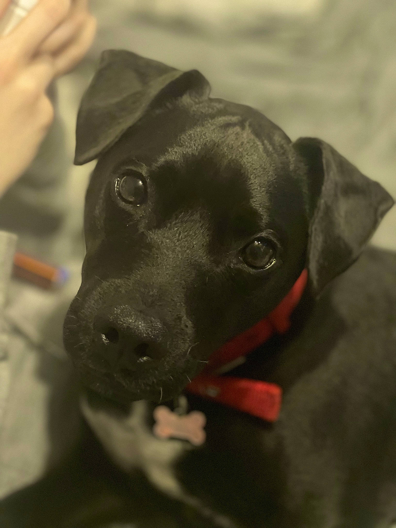 Toby is registered to the contest to win money with this photo: borador, canidae, carnivore, collar, companion_dog, dog, dog_breed, dog_collar, dog_supply, ear, fawn, fur, gesture, liver, pet_supply, sporting_group, terrestrial_animal, whiskers, working_animal, wrist