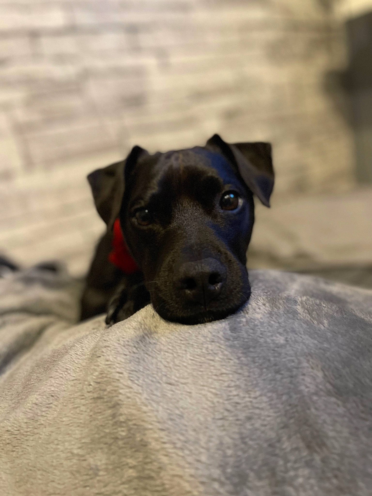 Toby is registered to the contest to win money with this photo: borador, carnivore, companion_dog, dog, dog_breed, non_sporting_group, shadow, snout, terrestrial_animal, whiskers, wood, working_animal