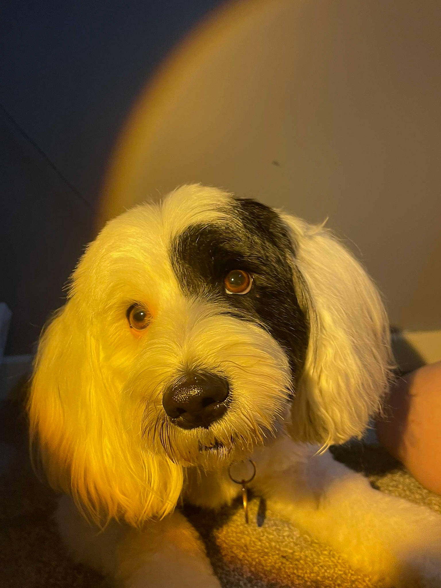 Tara is registered to the contest to win money with this photo: canidae, carnivore, cloud, cockapoo, companion_dog, dog, dog_breed, fur, happy, maltepoo, non_sporting_group, old_english_sheepdog, paw, puppy_love, small_terrier, snout, sporting_group, terrier, toy_dog, whiskers