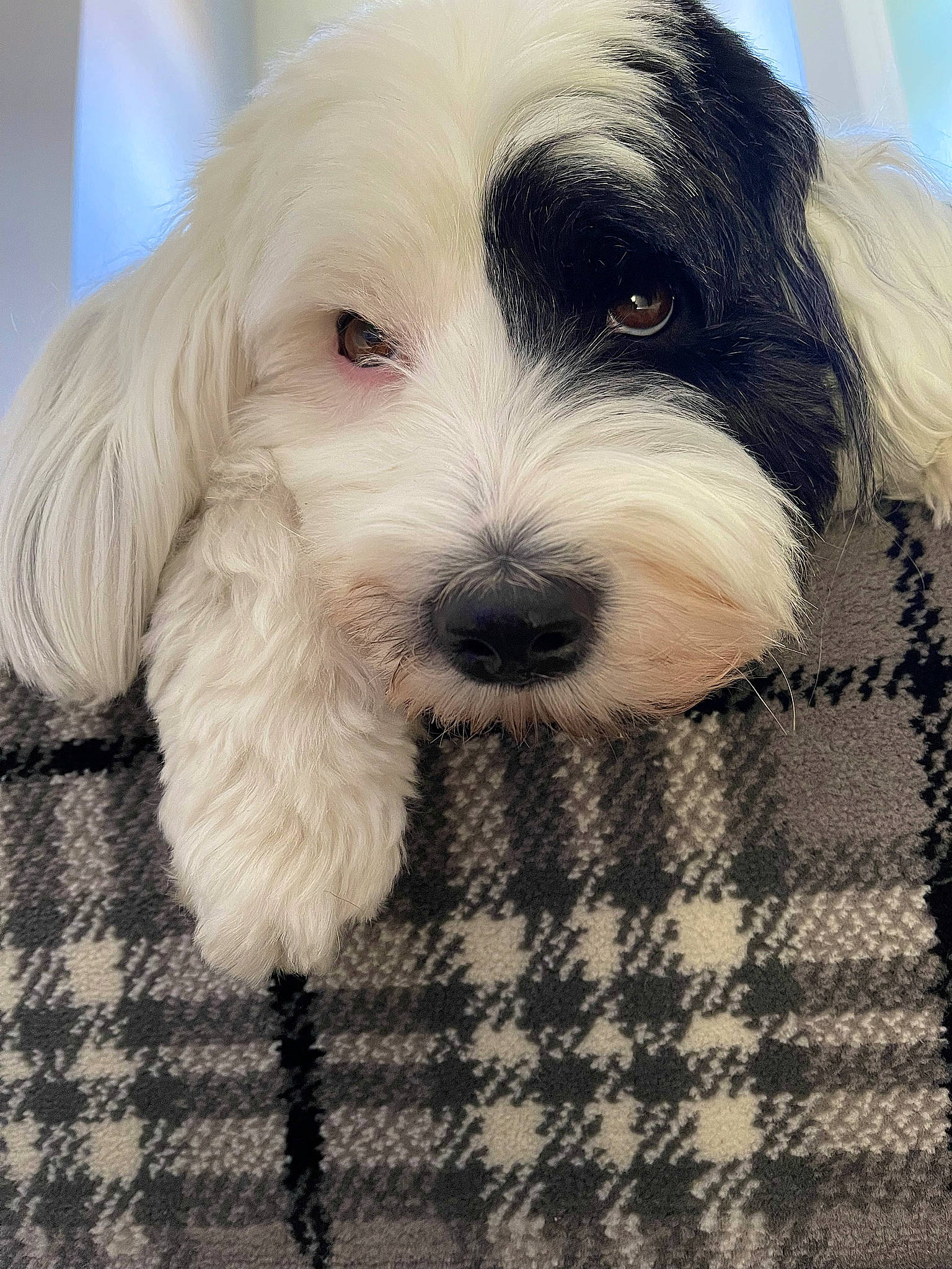 Tara joined the competition — help win amazing prizes! canidae, carnivore, companion_dog, dog, dog_breed, fur, mal_shi, maltepoo, non_sporting_group, pattern, plaid, puppy_love, shih_poo, small_terrier, snout, sporting_group, tartan, terrier, toy_dog, working_animal