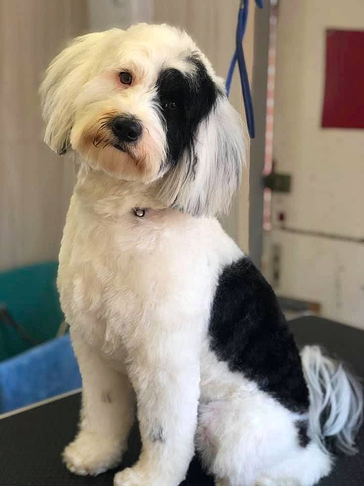 Tara joined the competition — help win amazing prizes! ancient_dog_breeds, canidae, carnivore, collar, companion_dog, dog, dog_breed, dog_collar, dog_supply, fur, maltepoo, non_sporting_group, puppy_love, small_terrier, snout, sporting_group, tail, terrier, toy_dog, working_animal