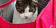Maxamillion is registered to the contest to win money with this photo: animal, cat, container, cozy, curious, ears, face, feline, flower_pattern, fur, gray, indoor, insulated_bag, pet, pink_bag, striped, tablecloth, tape, whiskers, white