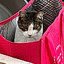 animal, cat, container, cozy, curious, ears, face, feline, flower_pattern, fur, gray, indoor, insulated_bag, pet, pink_bag, striped, tablecloth, tape, whiskers, white