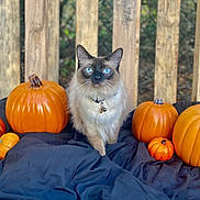 Hufflepuff is registered to the contest to win money with this photo: calabaza, carnivore, cat, cucurbita, felidae, food, gourd, mammal, natural_foods, nature, orange, photograph, pumpkin, siamese, small_to_medium_sized_cats, squash, vegetable, vertebrate, winter_squash, wood