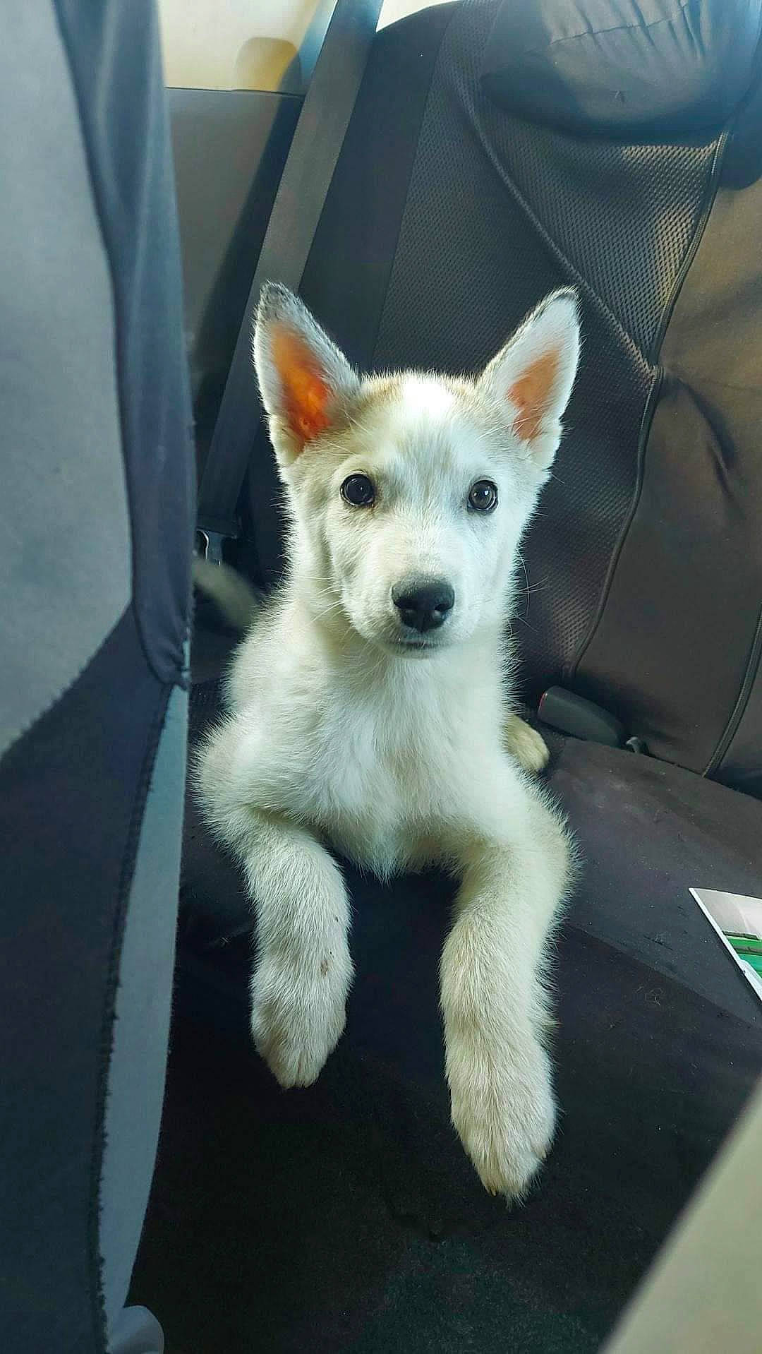 Tyson