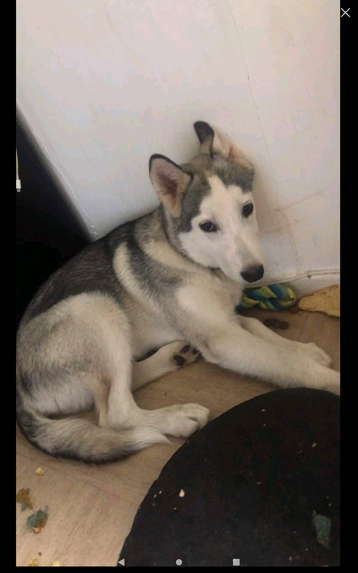 Tyson participe au concours pour gagner de l'argent avec cette photo : bored, canis, carnivore, comfort, companion_dog, dog, dog_breed, flooring, foot, fur, non_sporting_group, paw, rectangle, sled_dog, tail, terrestrial_animal, whiskers, working_animal, working_dog