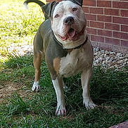 Zeus joined the competition — help win amazing prizes! alert, animal, brick_wall, canine, collar, daylight, dog, ears, grass, happy, muzzle, nature, outdoor, paw, pet, pitbull, playful, tail, tongue_out, walk