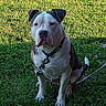 american_staffordshire_terrier, animal, black_patches, canine, collar, dog, front_view, garden, grass, lawn, leash, outdoor, pet, pit_bull, portrait, serious_expression, short_hair, sitting, sunlight, white_and_gray