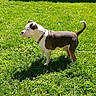 black_fur, brick_wall, brown_fur, canine, collar, curled_tail, dog, driveway, grass, lawn, leash, outdoor, pet, shadow, short_hair, side_profile, standing, suburban, sunlight, white_fur