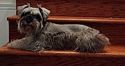 Charles joined the competition — help win amazing prizes! animal, companion_animal, cute, dog, facial_hair, floppy_ears, gray_fur, home, indoors, long_hair, lying_down, pet, portrait, relaxed, shaggy_dog, small_dog, staircase, white_fur, wood, wooden_stairs