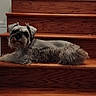 animal, companion_animal, cute, dog, facial_hair, floppy_ears, gray_fur, home, indoors, long_hair, lying_down, pet, portrait, relaxed, shaggy_dog, small_dog, staircase, white_fur, wood, wooden_stairs