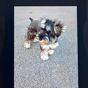 Charles joined the competition — help win amazing prizes! animal, black_and_white, cute, digital_display, dog, fluffy, gallery_app, gray_fur, outdoor, pavement, pet, phone_screen, portrait, puppy, screen_photograph, shaggy, small_dog, smartphone, standing, text_interface