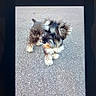 animal, black_and_white, cute, digital_display, dog, fluffy, gallery_app, gray_fur, outdoor, pavement, pet, phone_screen, portrait, puppy, screen_photograph, shaggy, small_dog, smartphone, standing, text_interface