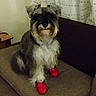 Charles joined the competition — help win amazing prizes! black_nose, couch, cozy, dog, dog_clothing, floppy_ears, funny, furniture, gray_fur, home, indoor, living_room, pet, portrait, red_booties, shaggy_dog, sitting, small_dog, soft_focus, white_fur