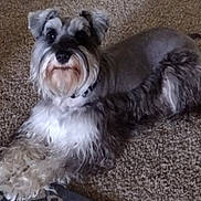 Charles joined the competition — help win amazing prizes! animal, canine, carpet, companion, cute, dog, domestic_animal, ears, floor, friendly, fur, indoor, lying_down, mammal, pet, resting, schnauzer, small_dog, tail, whiskers