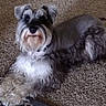 animal, canine, carpet, companion, cute, dog, domestic_animal, ears, floor, friendly, fur, indoor, lying_down, mammal, pet, resting, schnauzer, small_dog, tail, whiskers